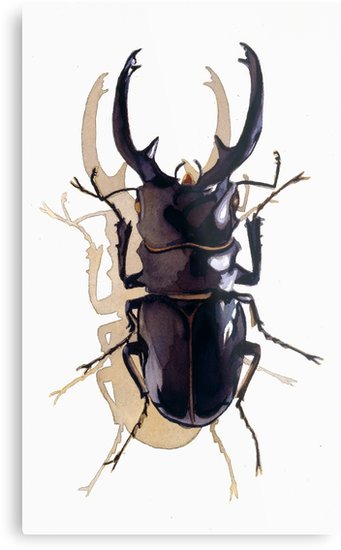 341x550 Odontolabis D. Subita Stag Beetle Watercolor Metal Prints By