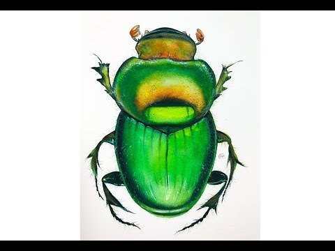 480x360 Watercolor Green Beetle Painting Tutorial