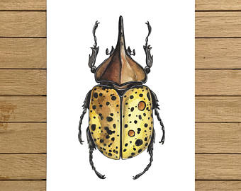 340x270 Watercolor Beetle Etsy