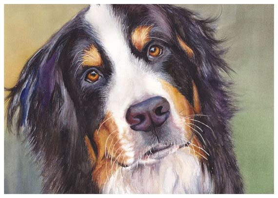 Bernese Mountain Dog Watercolor
