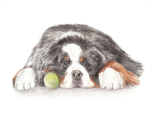 498x398 Bernese Mountain Dog Limited Edition Print Watercolor Choose From 2