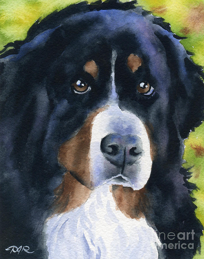 709x900 Bernese Mountain Dog Painting By David Rogers
