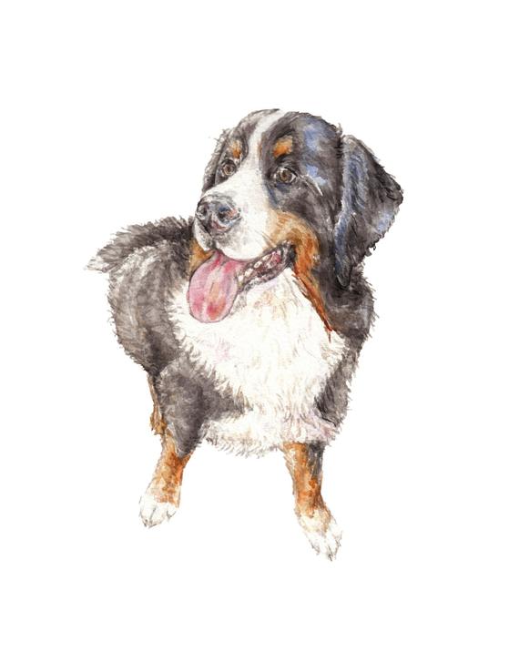 570x738 Bernese Mountain Dog Watercolor Limited Edition Signed Print Etsy
