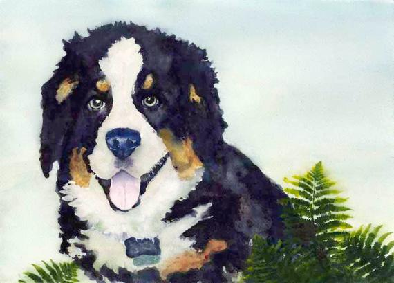 570x409 Bernese Mountain Dog Watercolor Painting Watercolour Art Etsy
