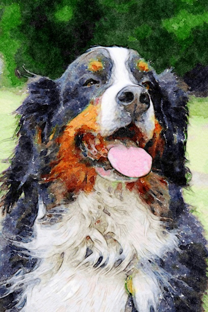 410x615 Bernese Mountain Dog Watercolour Free Stock Photo