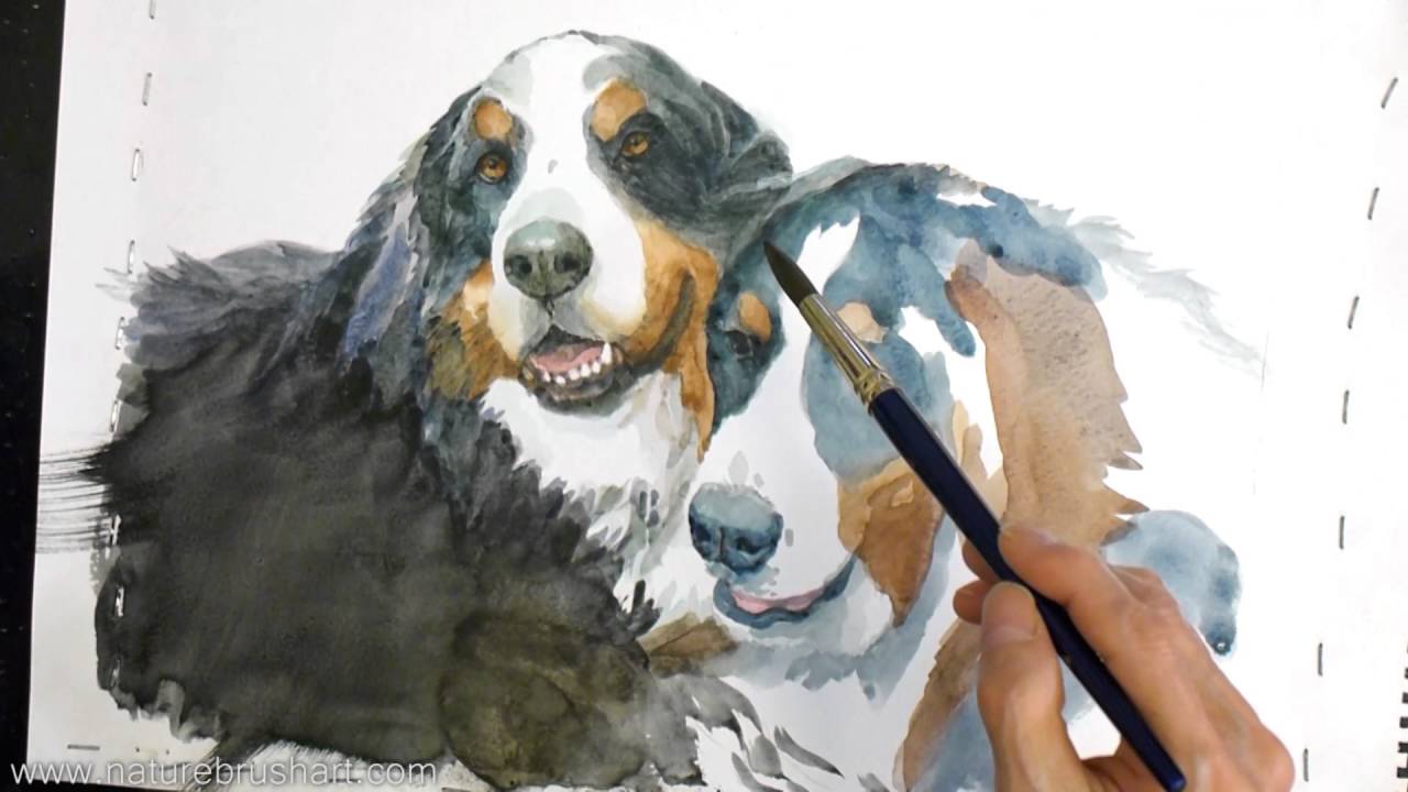 1280x720 Bernese Mountain Dogs