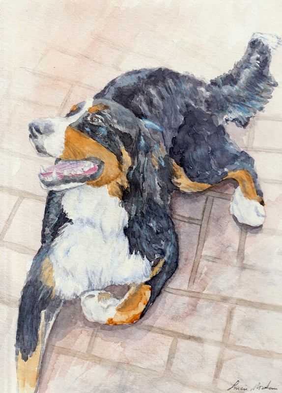 574x800 Bernese Mountain Dog
