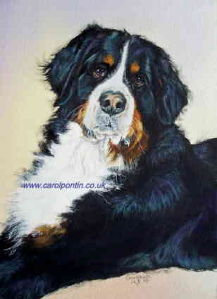 308x424 Carol Pontin Featured On The Longlease Bernese Mountain Dog Art