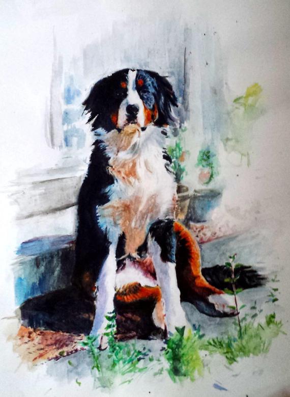 570x779 Custom Bernese Mountain Dog Watercolour Portrait. Pet Portrait Etsy