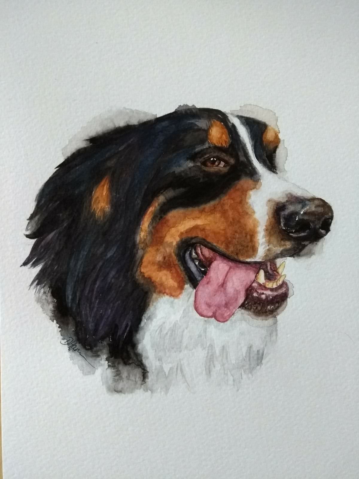 1200x1600 Merlin The Bernese Mountain Dog, Watercolour, 6x6 Painting
