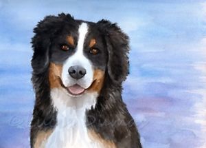 300x215 Original Painting Watercolor Dog 125 Bernese Mountain 9x12 By