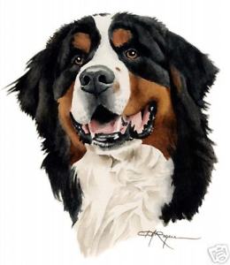 260x300 Bernese Mountain Dog Watercolor Art Signed Dj Rogers Ebay