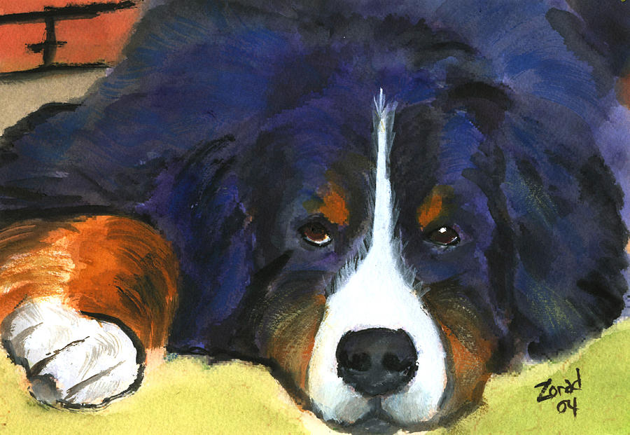 900x621 Bernes Mountain Dog Watercolor Dog Print Painting By Mary Jo Zorad