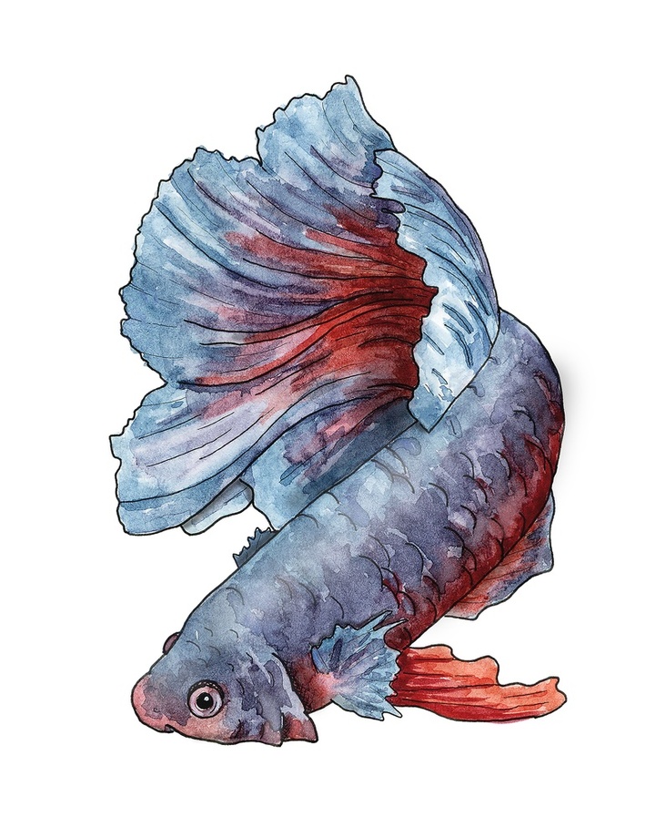 721x920 Betta Splendens