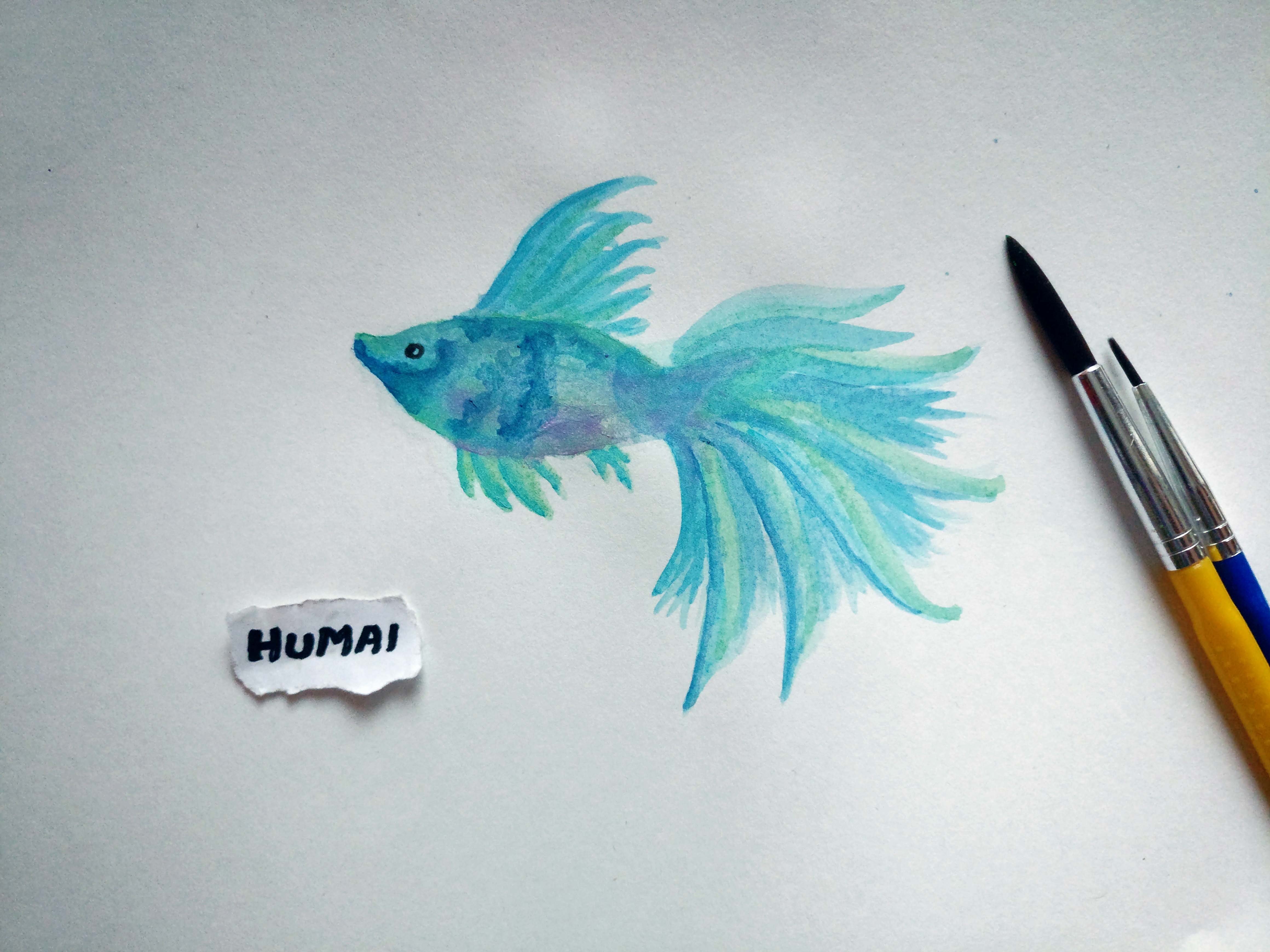 4640x3480 Blue Betta Fighter Fish Watercolour Painting Humaipaints