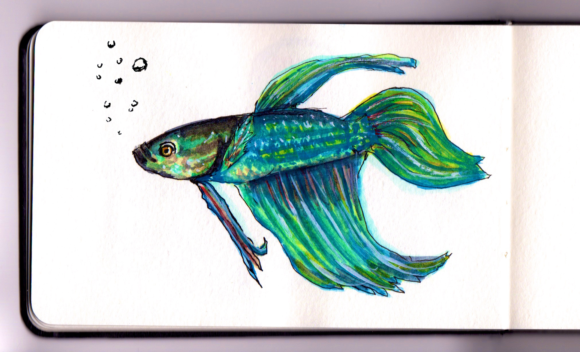2021x1228 ~ Betta Fish
