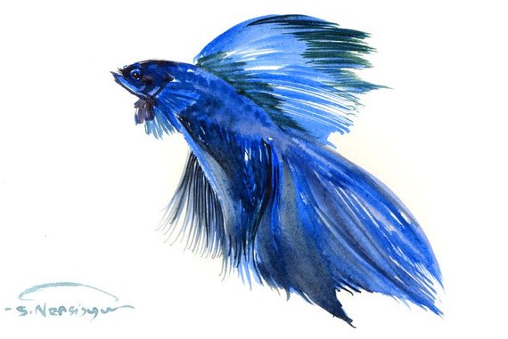 570x381 Watercolor Betta Fish