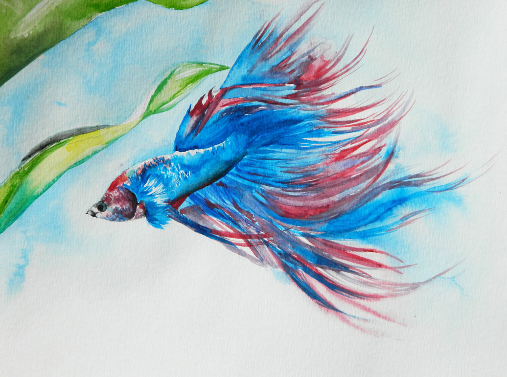 1036x771 Watercolor Betta Fish