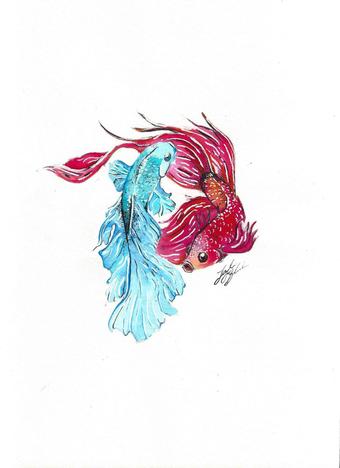 340x468 Betta Watercolor Etsy