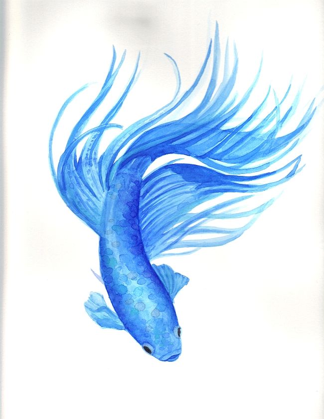 650x841 Pin By Jennifer Pierce On Tattoos Betta, Watercolor