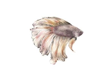375x273 Watercolor Betta Fish Painting By Wander L Saatchi Art