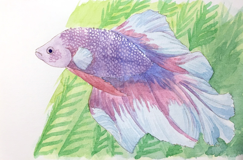 800x527 Watercolor Bettas Some Nonsense