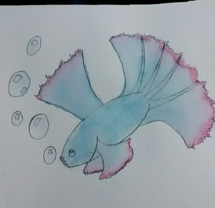 900x869 Watercolor Betta Fish By Andy14441