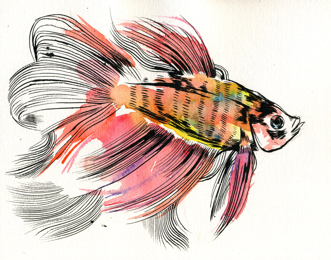 1114x877 Watercolor Betta Fish Tattoo
