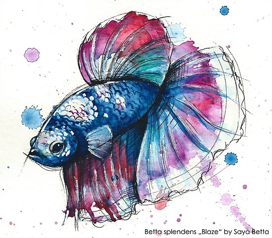 550x482 Watercolour Betta Blaze Posters By Basement Creations Redbubble