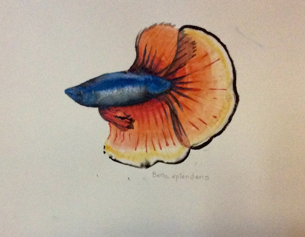 1015x788 Betta Watercolor By Narf23w