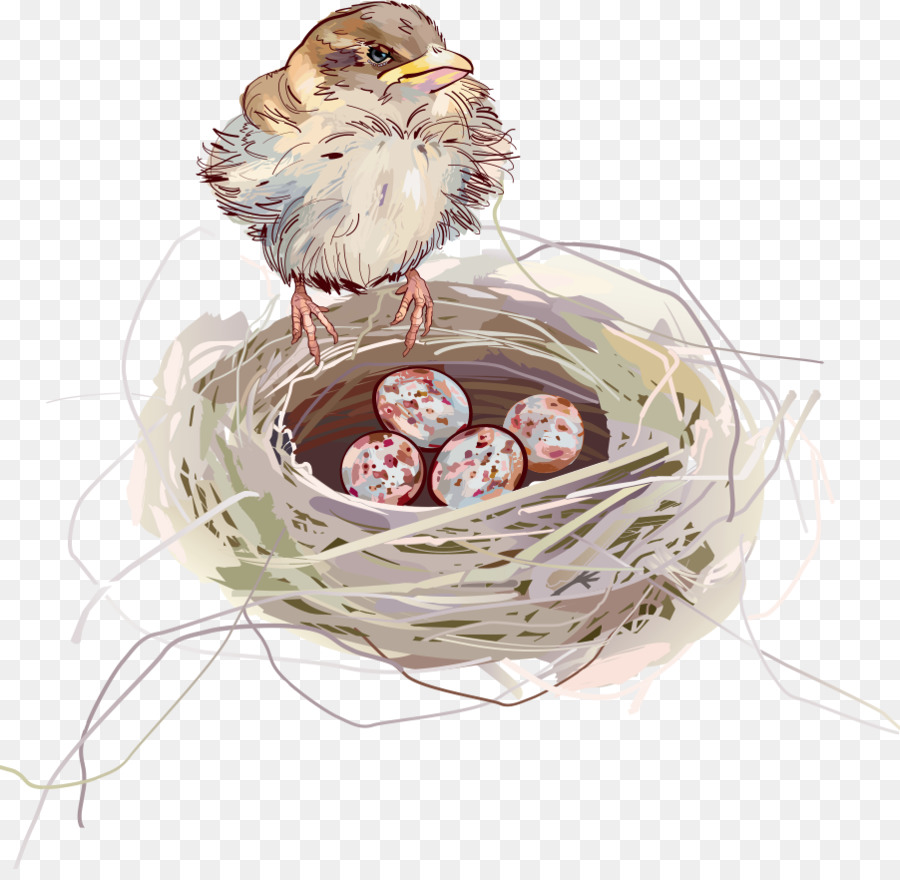 900x880 Edible Birds Nest Swallow