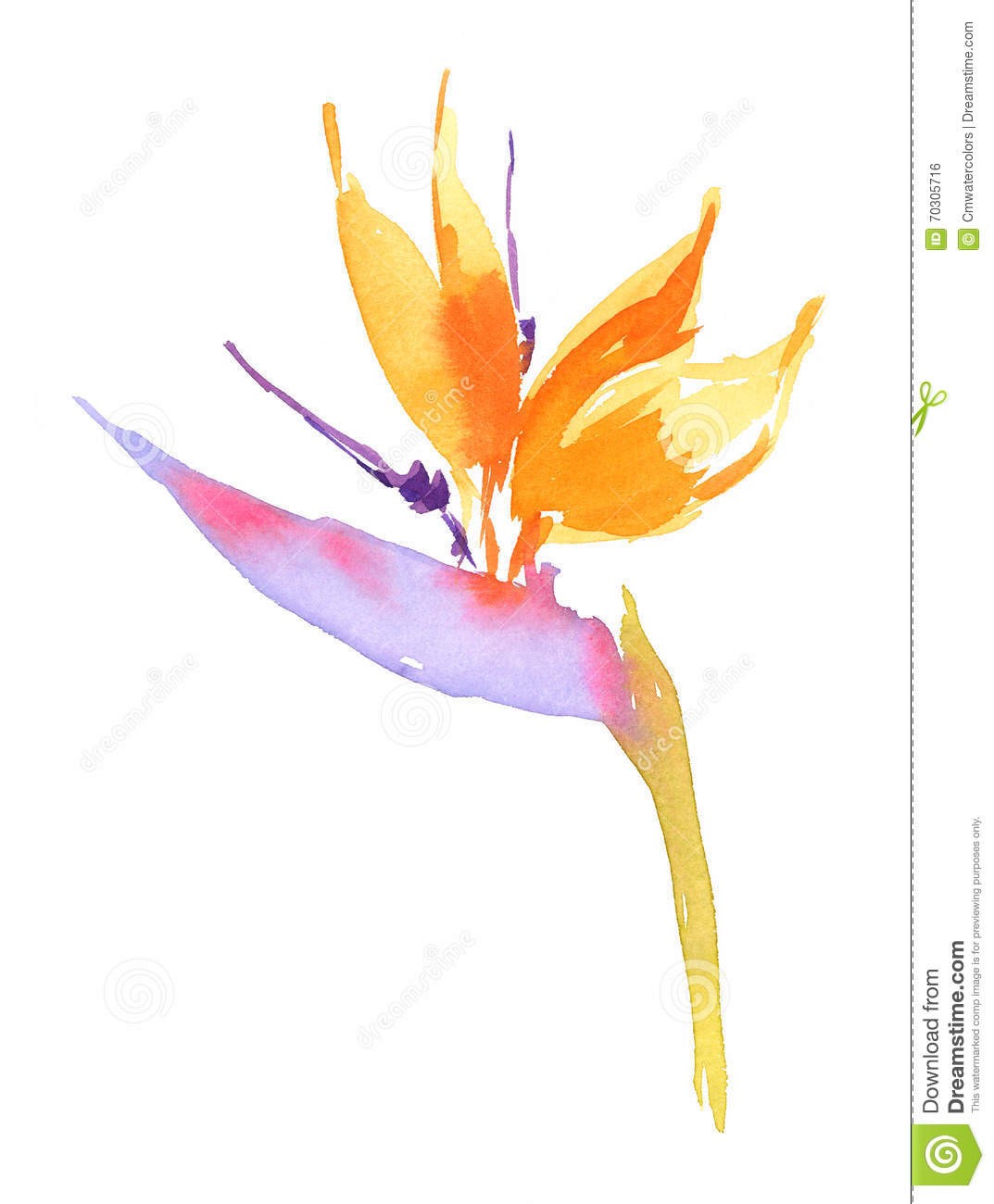 1073x1300 17630468 Bird Of Paradise Flower Strelitzia Over White Background