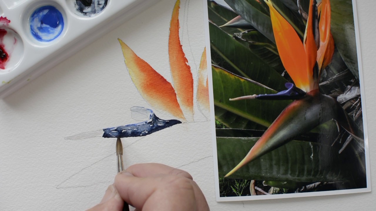 1280x720 Bird Of Paradise Part 5 Step By Step Watercolor Painting