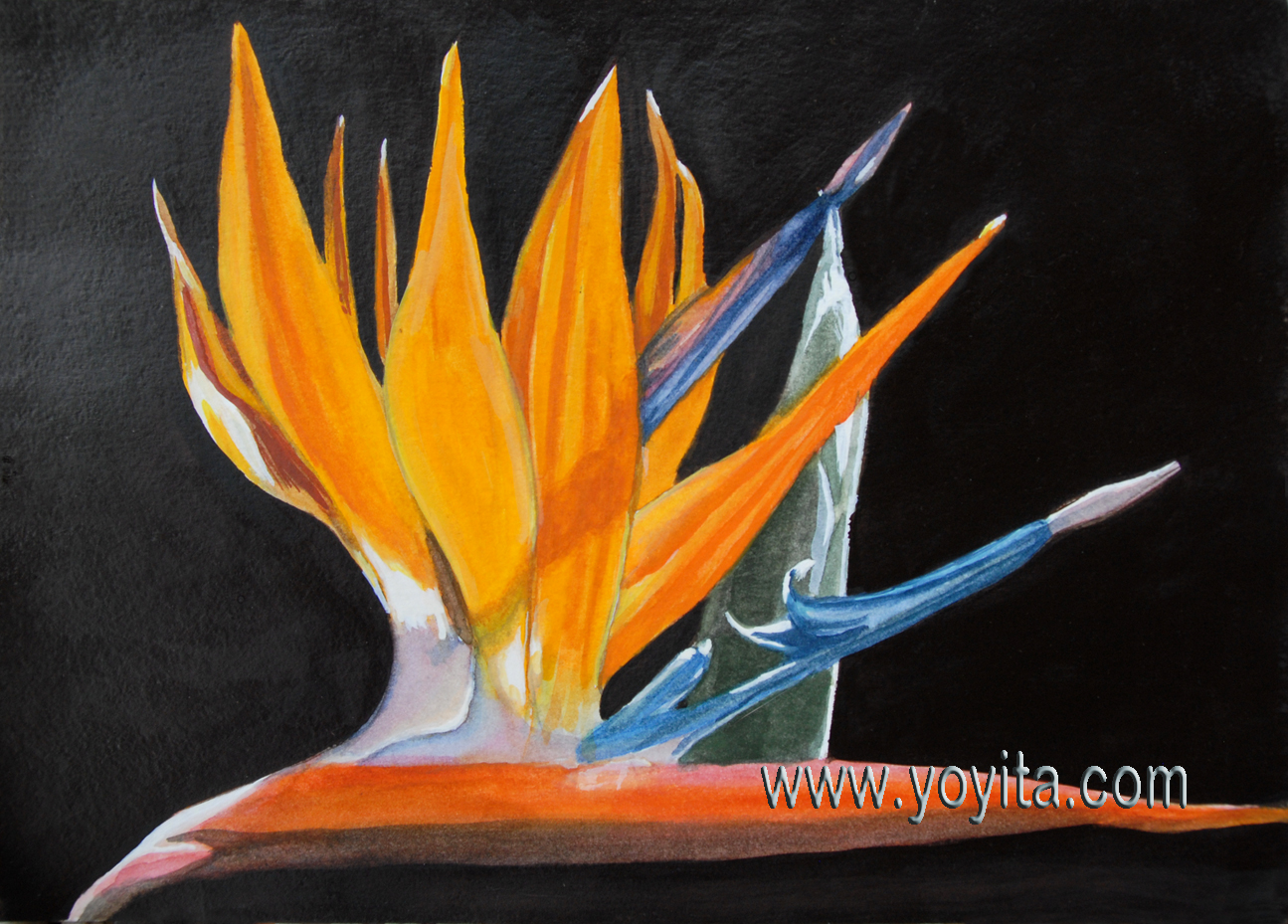 1295x929 Bird Of Paradise, Strelitzia Reginae, Ave Del Paraiso, Watercolor