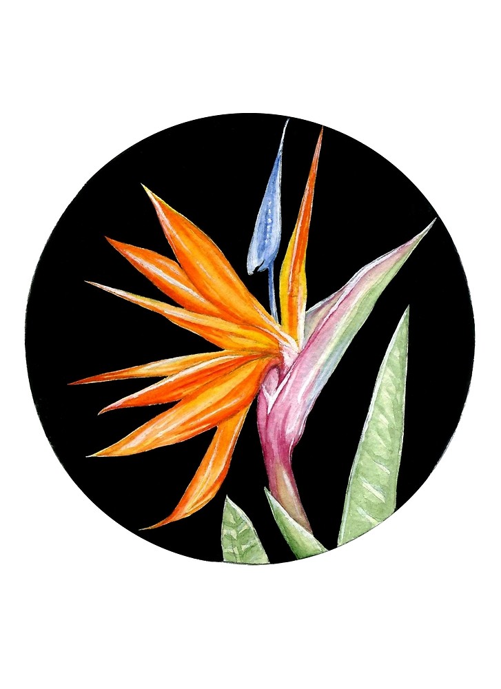 727x1000 Bird Of Paradise Flower Art Print Gouache And Watercolor By
