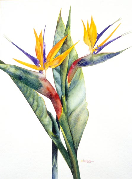 445x600 Birds Of Paradise