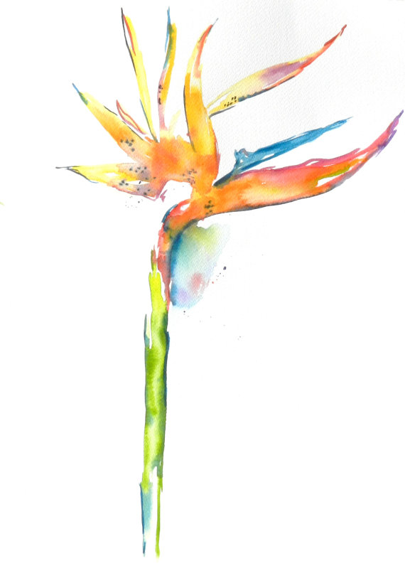 570x796 Birds Of Paradise, Birds Of Paradise Painting, Hawaii Art