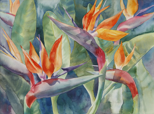500x370 Birds Of Paradise @ Watercolors By Diane K. Smith