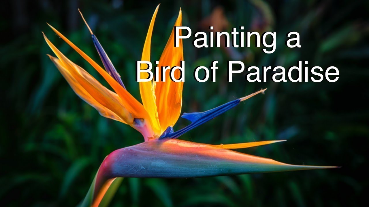 1280x720 How To Paint A Bird Of Paradise Flower In Watercolor Tutorial