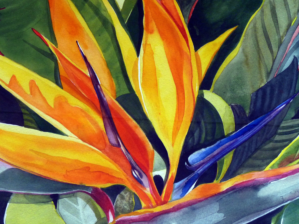 1024x768 My Bird Of Paradise Watercolor One Half Of My Large