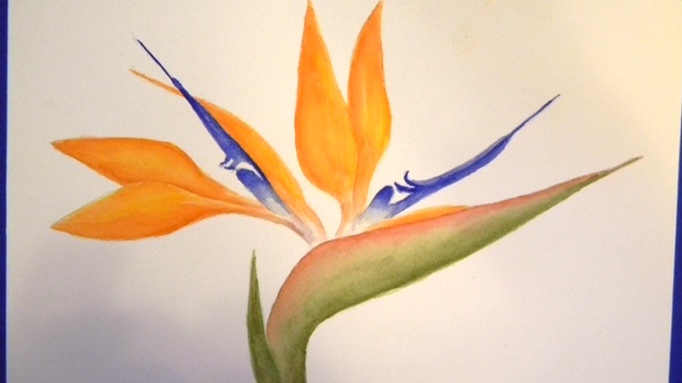 682x383 Apr My Bird In Paradise