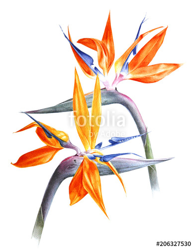 390x500 Watercolor Strelitzia