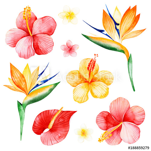 500x500 Watercolor Tropical Flowers Collection.texture With Plumeria