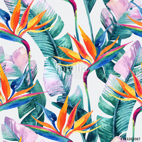 500x500 Watercolor Tropical Seamless Pattern With Bird Of Paradise Flower