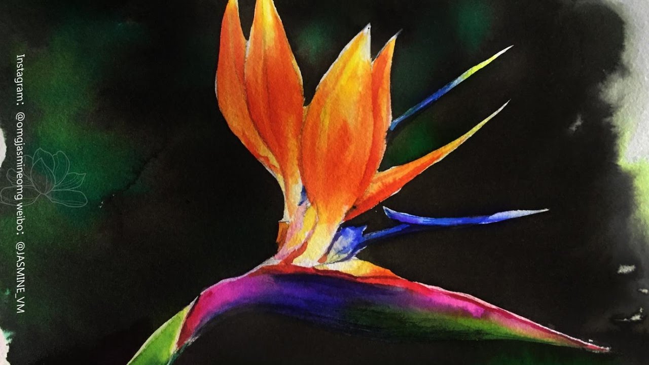 1280x720 Watercolor Strelitzia Of Painting
