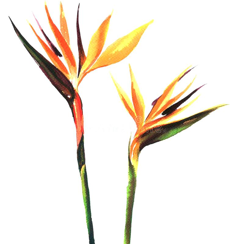 800x800 Bird Of Paradise Painting Download Bird Of Paradise Flower Two