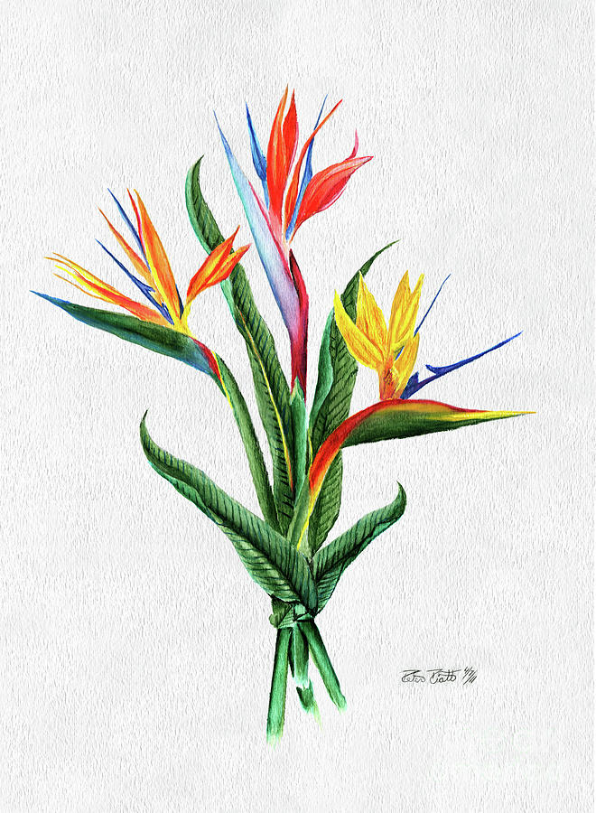 660x900 Bird Of Paradise Painting By Peter Piatt
