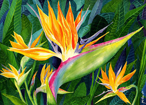 300x215 Bird Of Paradise Watercolor Paintings Fine Art America