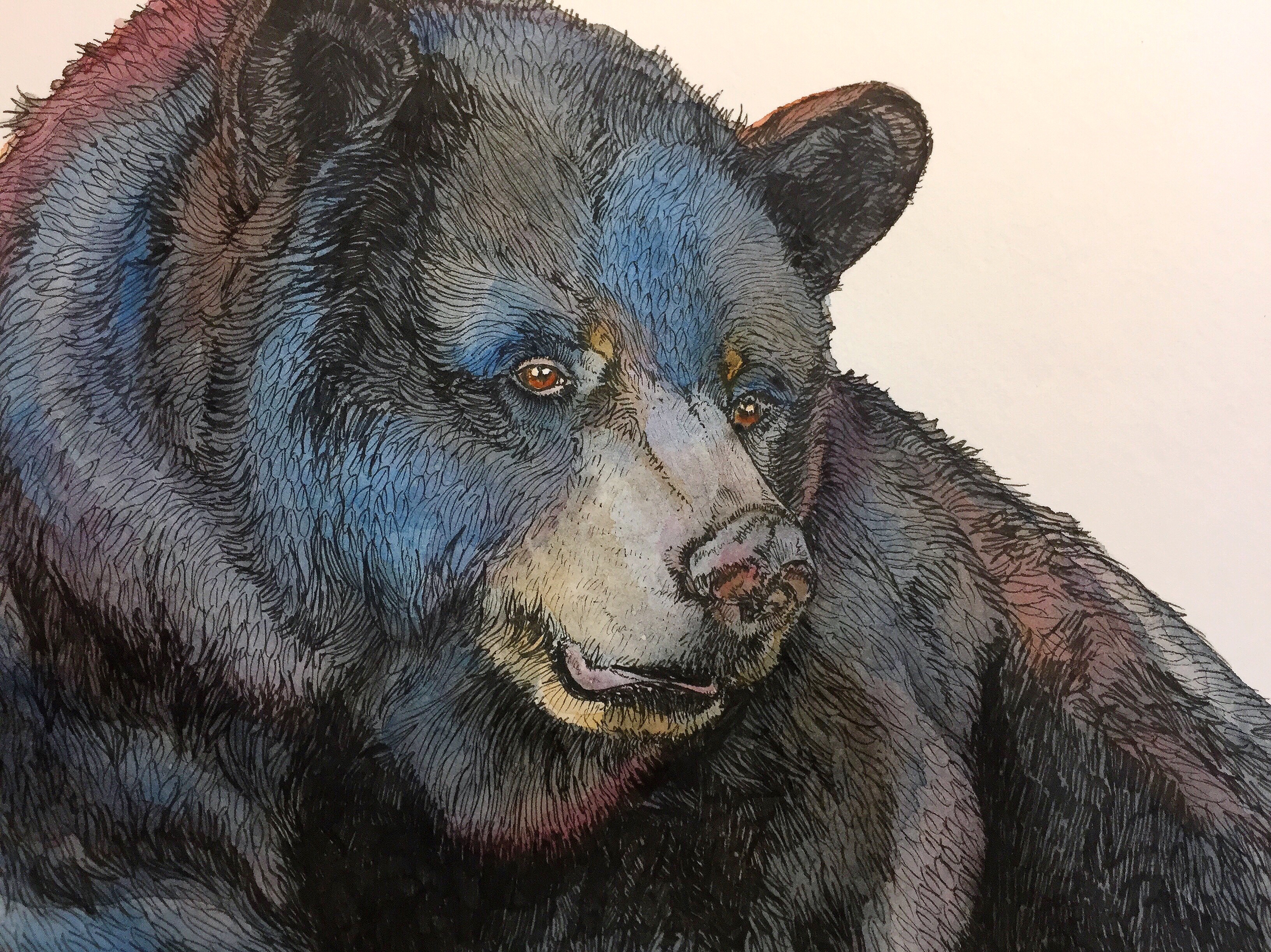 3264x2445 Black Bear, Watercolor Amp Ink Pen Watercolor