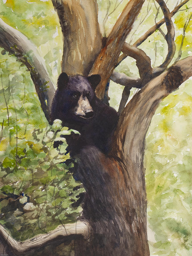 675x900 Black Bear In Tree Painting By Toni Roark